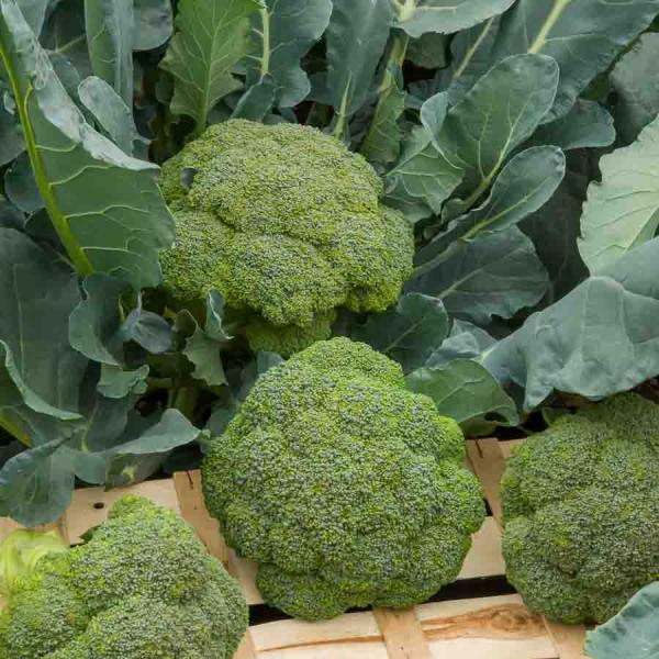 Potagères - Chou Brocoli Verdia 2 HF1 - Graines d'exception - face recto